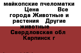  майкопские пчеломатки F-1  › Цена ­ 800 - Все города Животные и растения » Другие животные   . Свердловская обл.,Карпинск г.